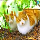 Gatos en la Naturaleza