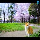 Gatos en la Naturaleza