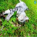 Gatos en la Naturaleza
