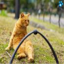 Gatos en la Naturaleza