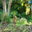 Gatos en la Naturaleza