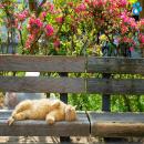 Gatos en la Naturaleza