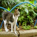 Gatos en la Naturaleza