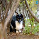 Gatos en la Naturaleza