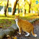 Gatos en la Naturaleza