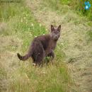 Gatos en la Naturaleza