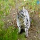 Gatos en la Naturaleza