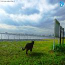 Gatos en la Naturaleza