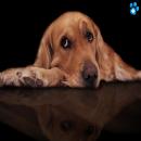 Perros Tiernos