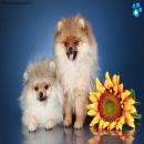 Perros Tiernos